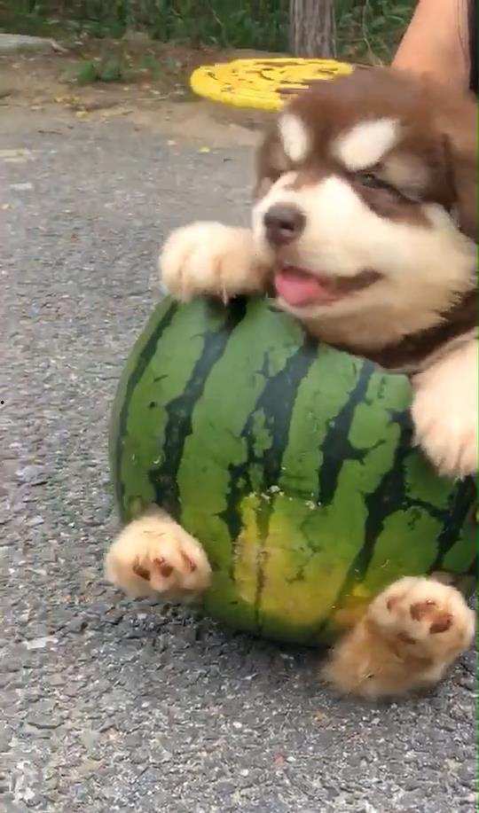 吃瓜土豆狗,揭秘宠物界的趣味生活