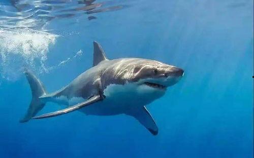 白鲨理性吃瓜,理性剖析网络吃瓜现象