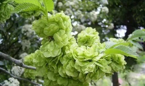 砀山榆钱新闻头条,打造绿色经济新亮点