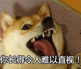 头条宠物表情图制作,头条宠物表情图趣味盘点