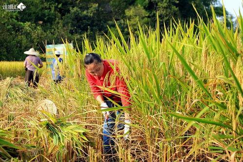 微头条收稻谷的好处,解锁丰收喜悦的秘诀