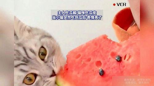 猫怎么吃瓜