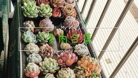 网红多肉店铺推荐,多肉植物养护攻略与精选品种大盘点