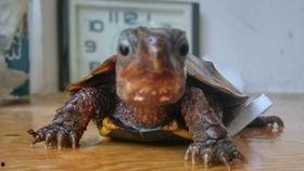 网红傻乌龟,网红界的欢乐源泉