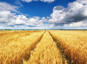 韶山农田新闻头条,绿色农业助力乡村振兴