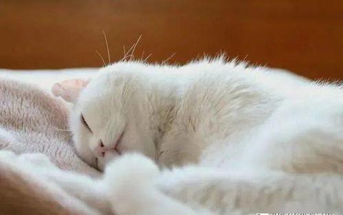 死去的网红猫名单图片,盘点那些曾温暖我们心灵的喵星人